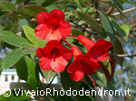 Viriosum